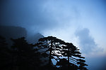 云雾下的黄山松