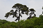 松树