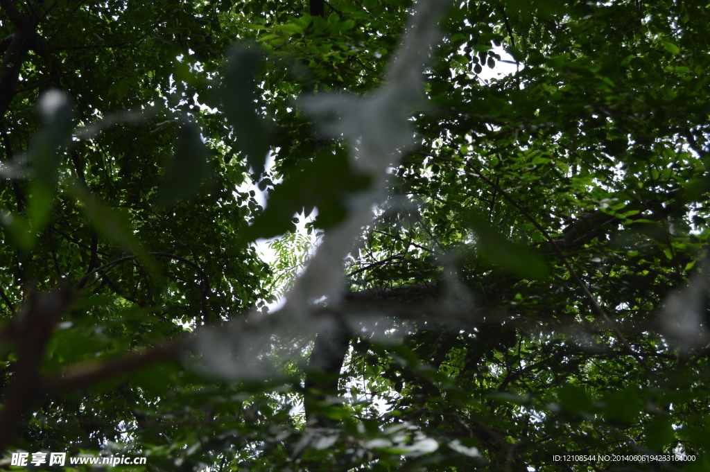 大树