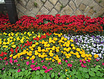 鲜花