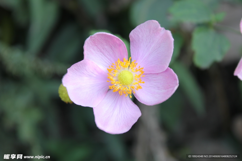 小花