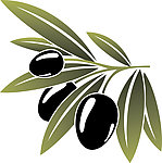 橄榄油