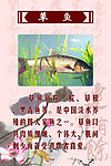 草鱼