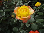 月季花