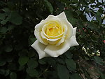 月季花