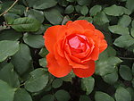月季花