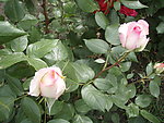 月季花