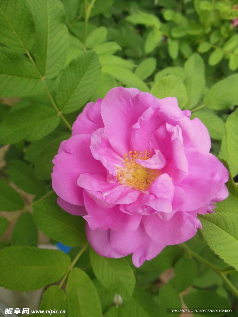 芍药花