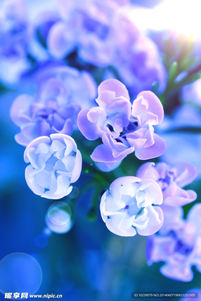素雅鲜花