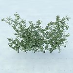 园林植物