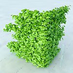 园林植物