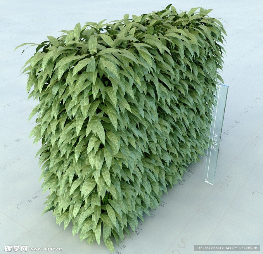 园林植物