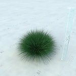 园林植物