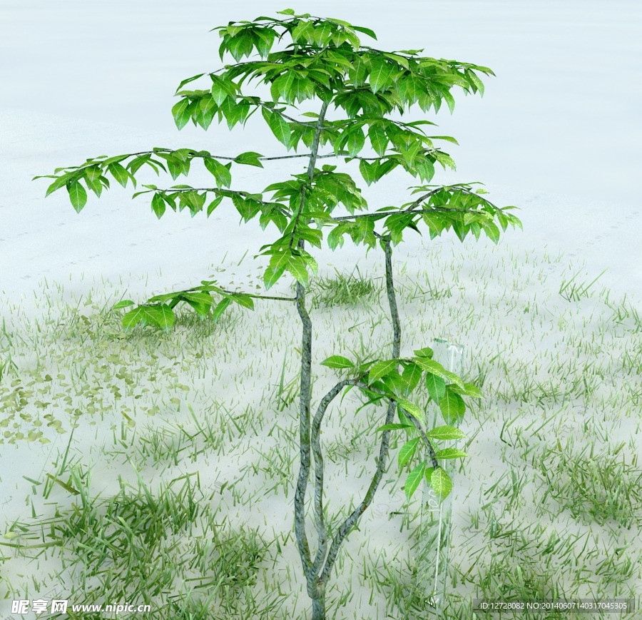 园林植物