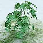 园林植物