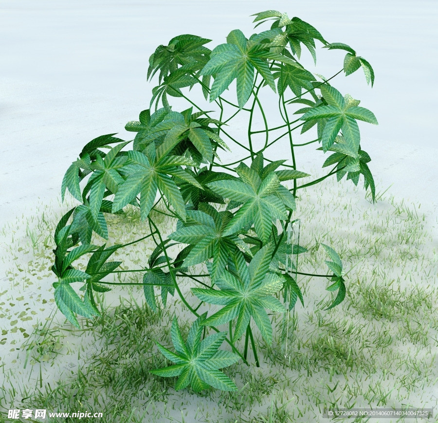 园林植物