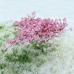 樱花树