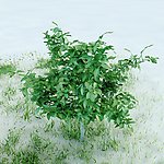 园林植物