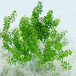 园林植物
