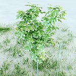 园林植物
