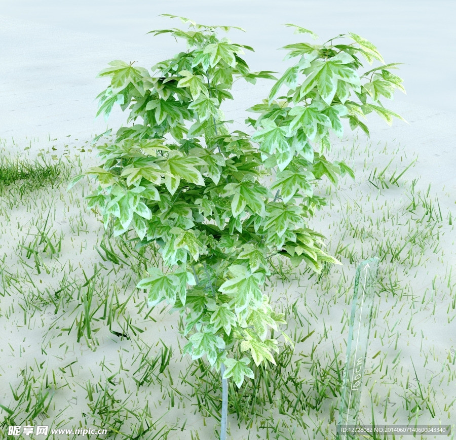 园林植物