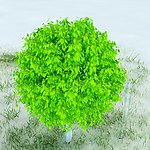园林植物