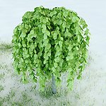 园林植物