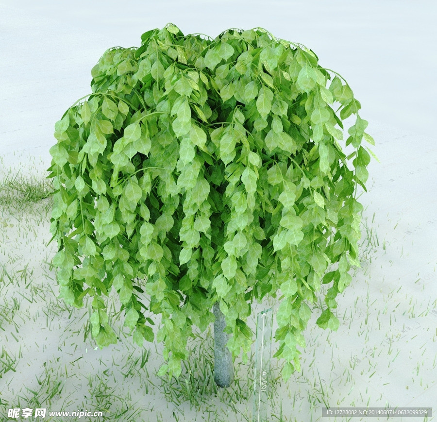 园林植物