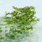 园林植物