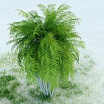 园林植物