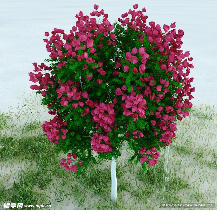 园林植物