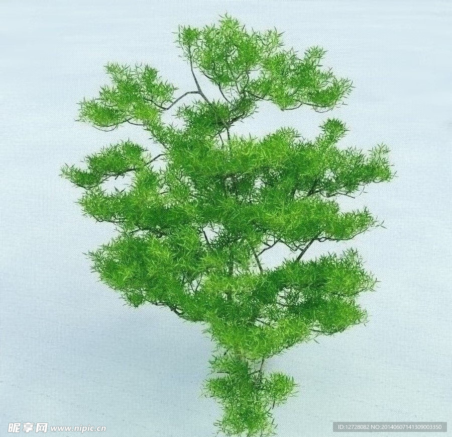 园林植物