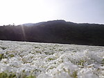 白色花海