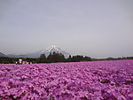 富士山花海