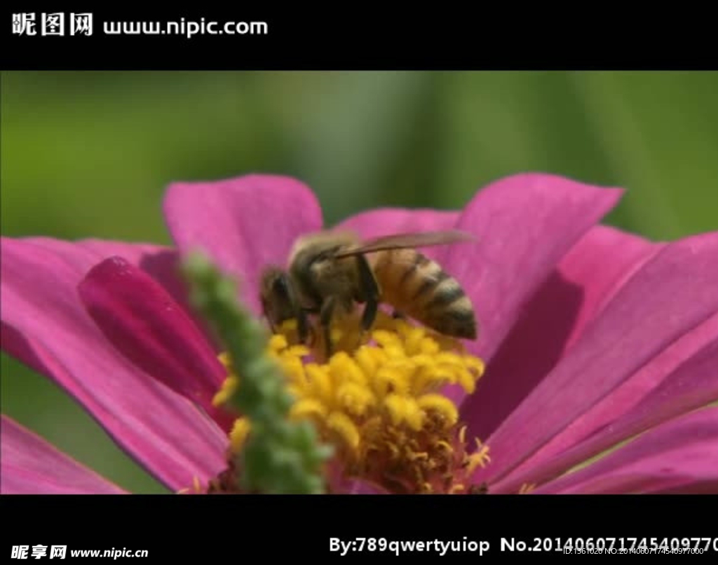 花朵蜜蜂视频素材