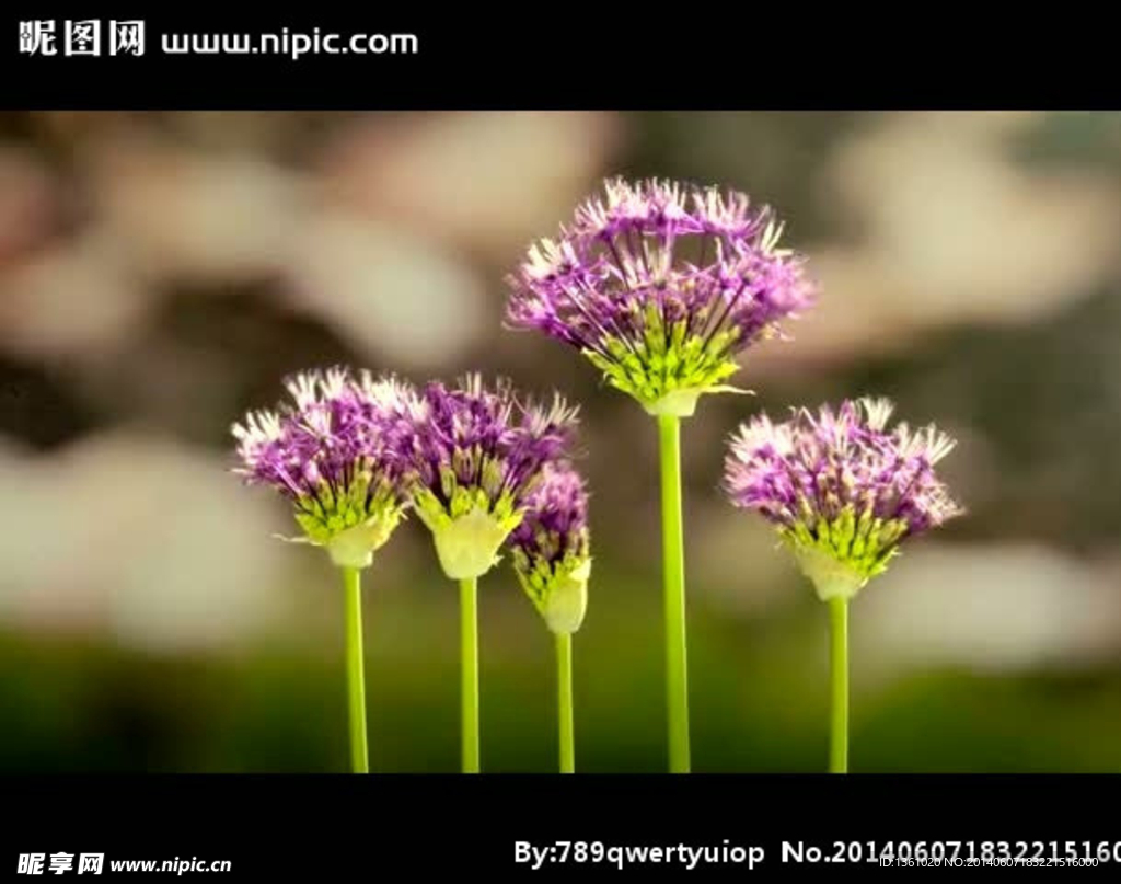 鲜花盛开视频素材