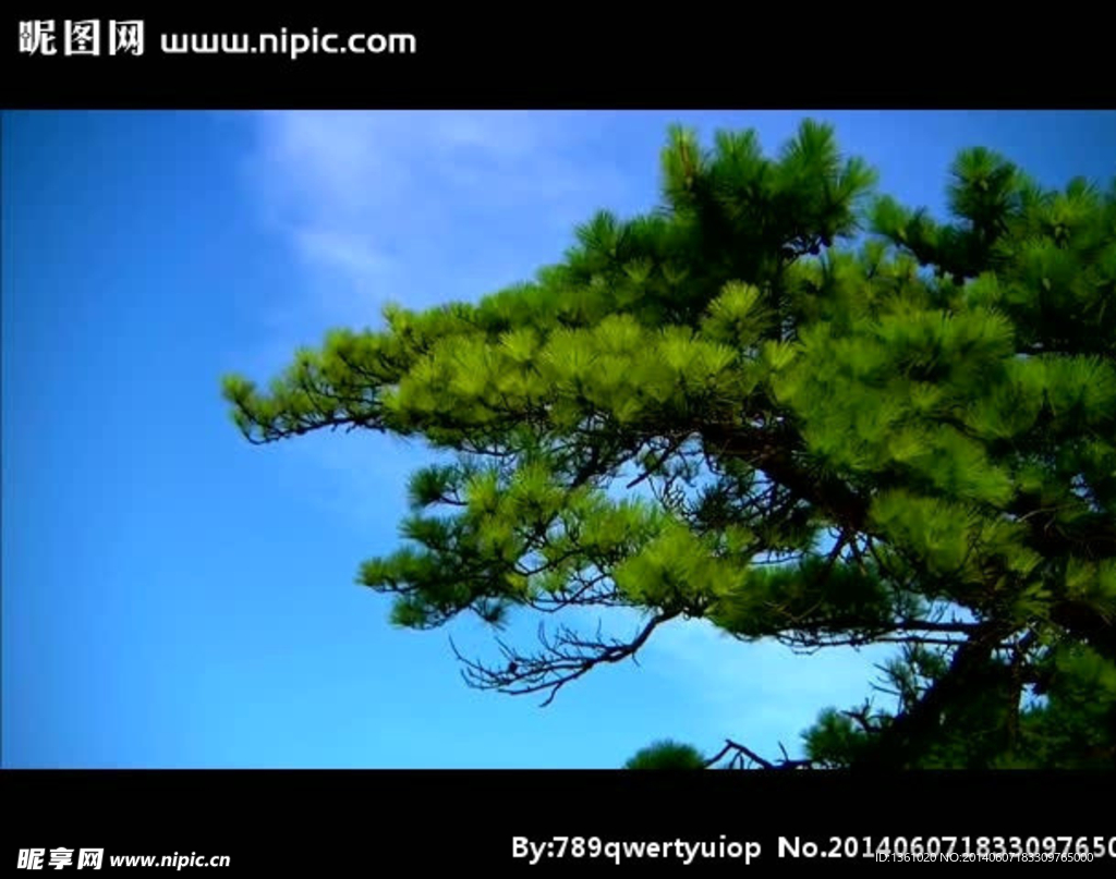 蓝天白云松树视频素材