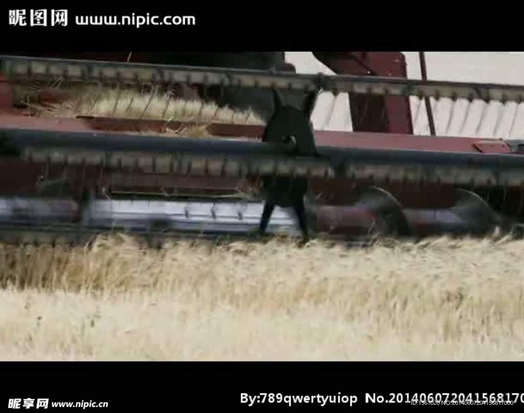 小麦收割视频素材