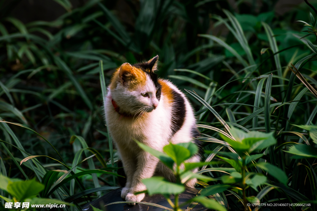 花猫