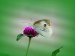 蝶恋花