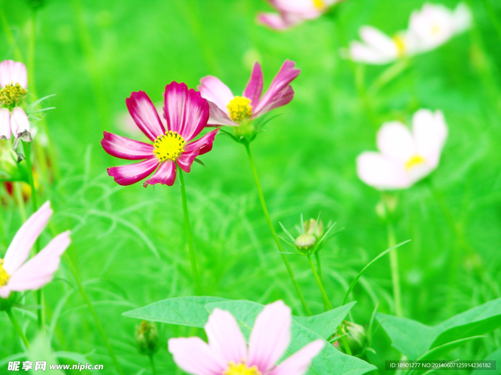 格桑花