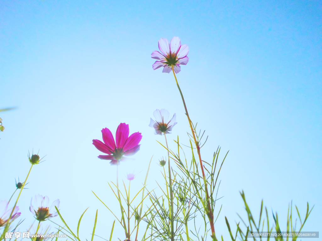 格桑花