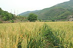 麦田