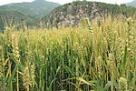 麦田