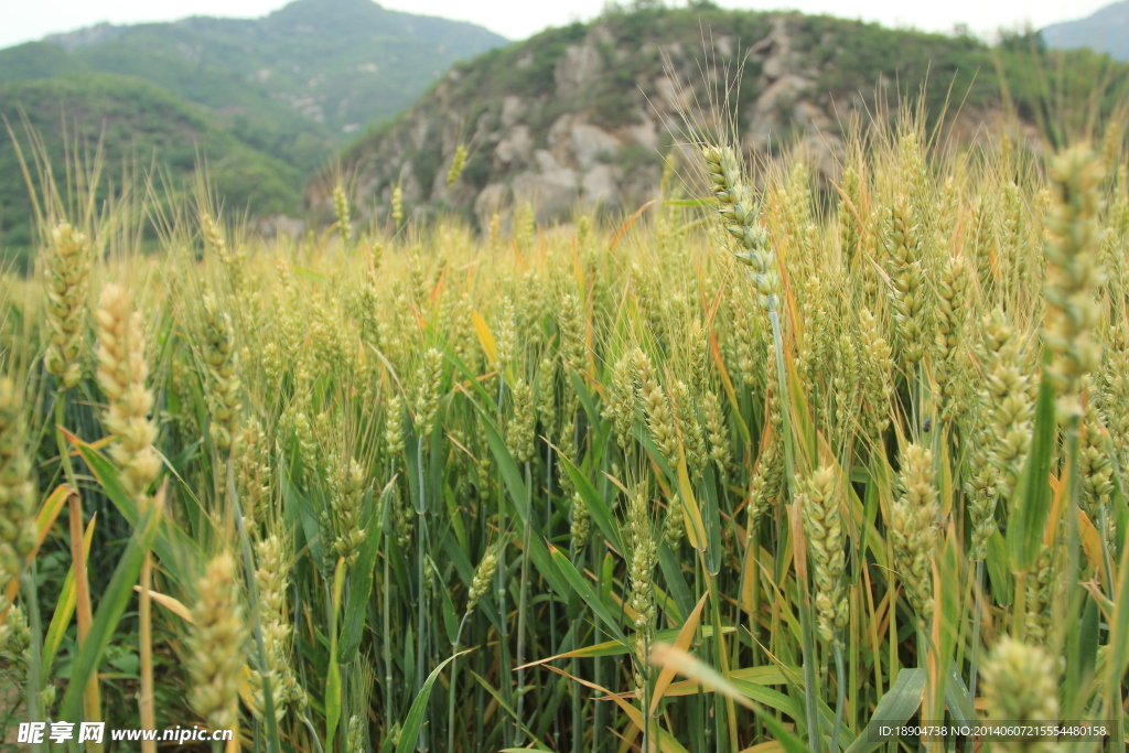 麦田