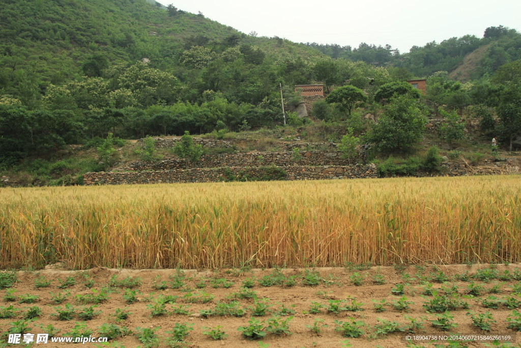 麦田