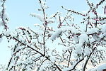 雪中的桃花