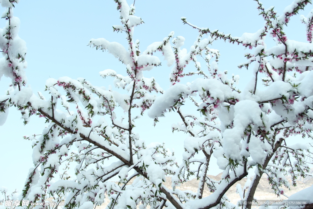 雪中的桃花