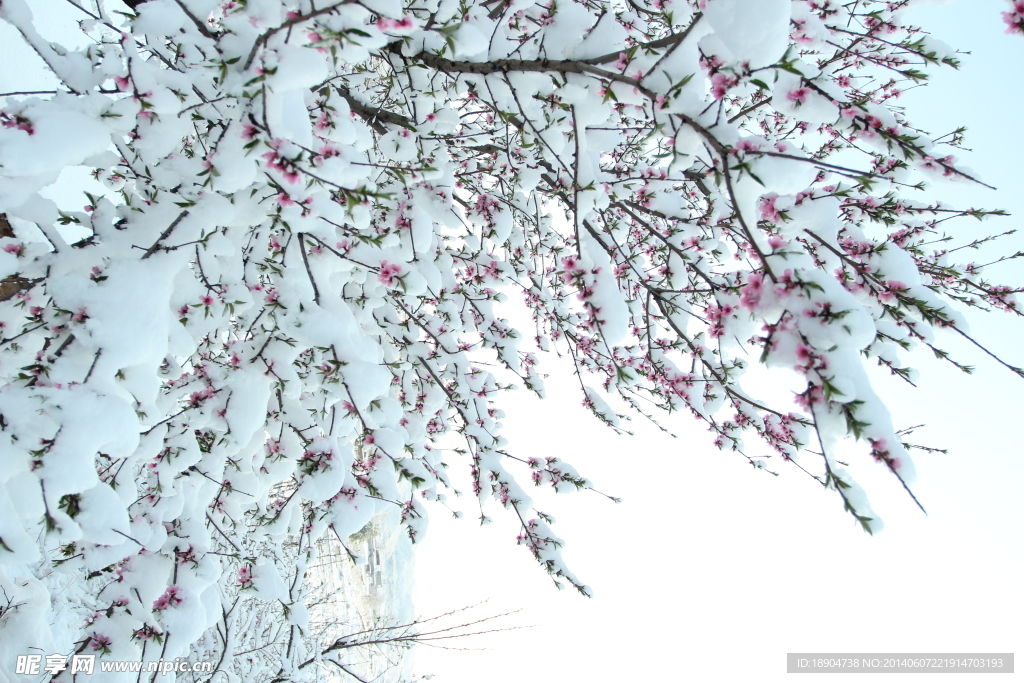 雪中的桃花