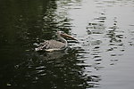 鹈鹕 水禽湖 飞禽